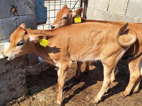 Szarvasmarha, jersey bika Szarvasmarha, jersey bika