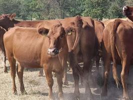Aberdeen angus üszők és borjak eladók