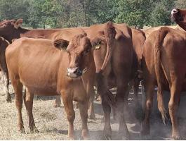Aberdeen angus üszők és borjak eladók
