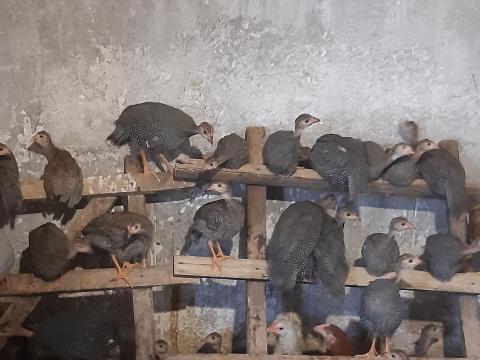 Előnevelt Gyöngyi Eladó
