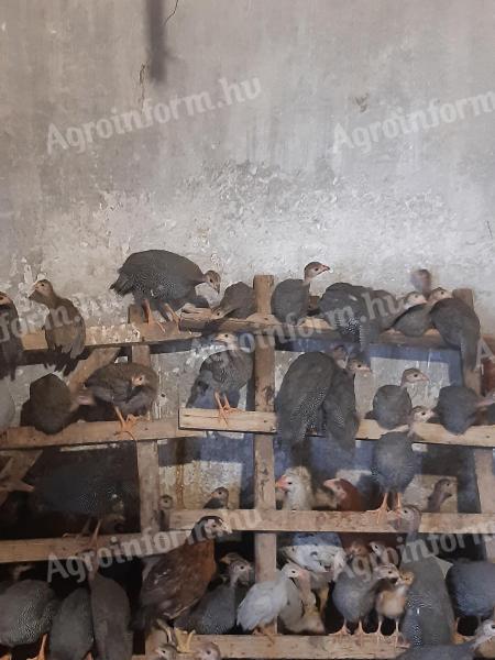 Előnevelt Gyöngyi Eladó