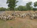Eladó 500 db anyajuh
