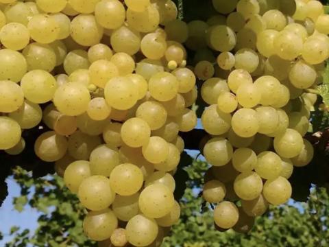 Irsai Olivér