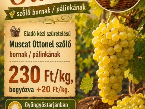 Muscat Ottonel szőlő bornak / pálinkának