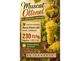 Muscat Ottonel szőlő bornak / pálinkának