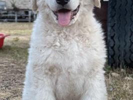 Kuvasz fajtatiszta jellegű kölykök