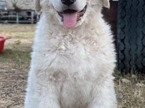 Kuvasz fajtatiszta jellegű kölykök Kuvasz fajtatiszta jellegű kölykök