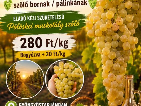 Eladó kézi szüretelésű Pölöskei muskotály szőlő bornak / pálinkának