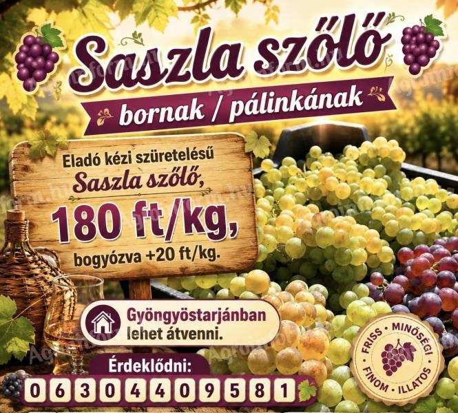 Eladó kézi szüretelésű Saszla szőlő bornak / pálinkának