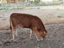 Limousin szűz üszők eladók
