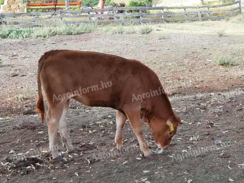 Limousin szűz üszők eladók
