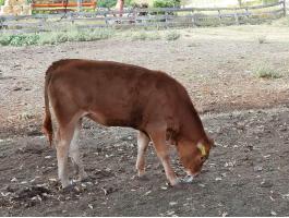 Limousin szűz üszők eladók