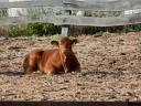 Limousin szűz üszők eladók