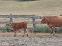 Limousin szűz üszők eladók