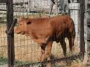 Limousin szűz üszők eladók