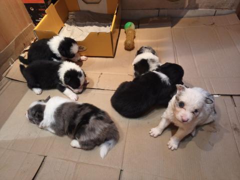 Border collie jellegű kiskutyák előjegyezhetőek, örökbefogadhatóak Border collie jellegű kiskutyák előjegyezhetőek, örökbefogadhatóak