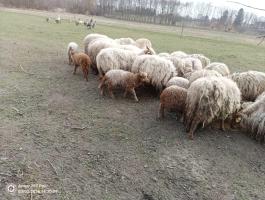 Hortobágyi Racka