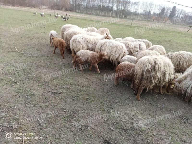 Hortobágyi Racka