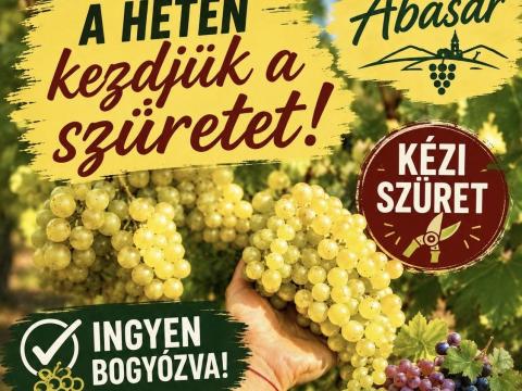 Irsai Olivér szőlő - kézi szedés - ingyen bogyózva - a héten indul a szüret Irsai Olivér szőlő - kézi szedés - ingyen bogyózva - a héten indul a szüret
