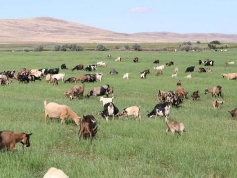 Kisgidák Kisgidák