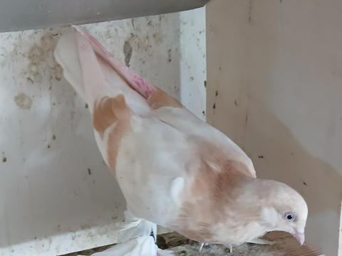 Agarán galambok eladók Agarán galambok eladók