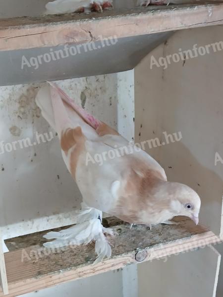 Agarán galambok eladók