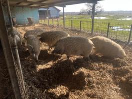 Mangalica