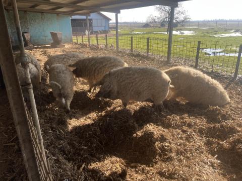 Mangalica Mangalica