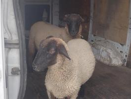 Pomázon fél éves, szarvalt kos eladó – magyar cigája