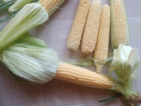 Fözni való csemegekukorica eladó Fözni való csemegekukorica eladó