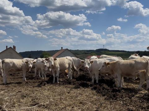 2 éves charolais keverék szűz üszők eladóak