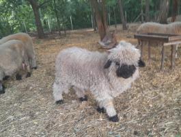 Wallisi feketeorrú kosbárány eladó