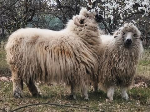 Wallisi-gyimesi keverék anyák Wallisi-gyimesi keverék anyák