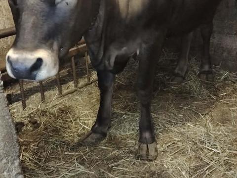 Jersey üsző Jersey üsző