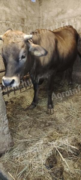 Jersey üsző