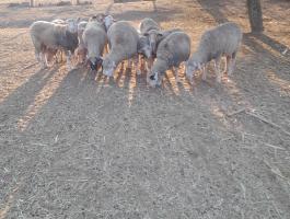 Toklyó birkák eladók