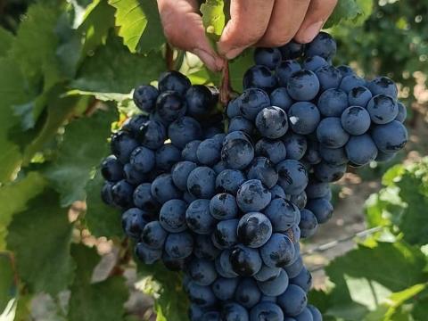Minőségi borszőlő eladó a szekszárdi borvidékről Minőségi borszőlő eladó a szekszárdi borvidékről