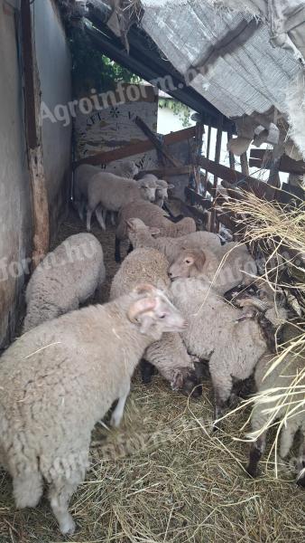 Eladó bárányok