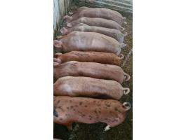 Eladó 10 db 30-33 kg süldő