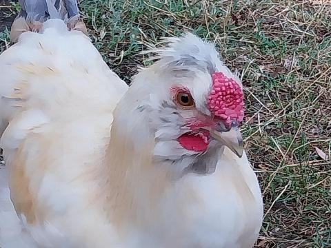 Selyem és Redmaster keverék kakas Selyem és Redmaster keverék kakas