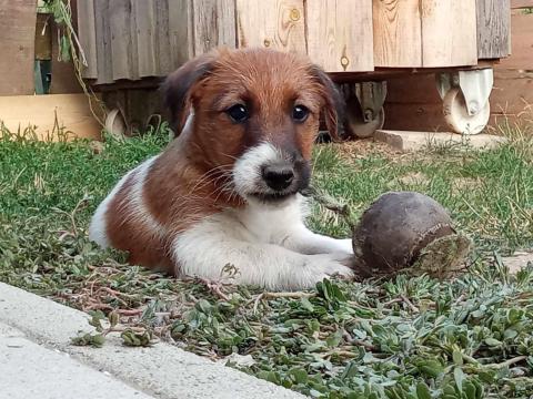 Foxterrier jellegű kan kutya Foxterrier jellegű kan kutya