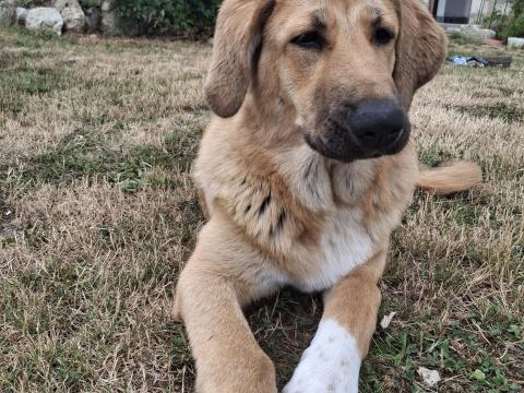 Közép-ázsiai juhászkutya eladó Közép-ázsiai juhászkutya eladó