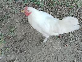 Fehér Leghorn (Livorno) kakasok