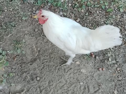Fehér Leghorn (Livorno) kakasok Fehér Leghorn (Livorno) kakasok