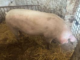 Topigs tn 70 félidős koca eladó