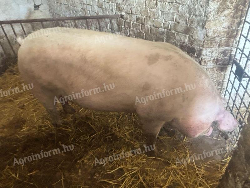 Topigs tn 70 félidős koca eladó
