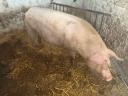 Topigs tn 70 félidős koca eladó
