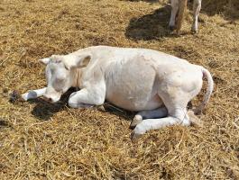Charolais bika borjú eladó