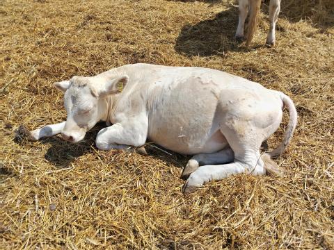 Charolais bika borjú eladó Charolais bika borjú eladó