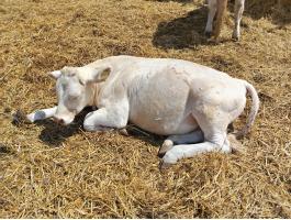 Charolais bika borjú eladó